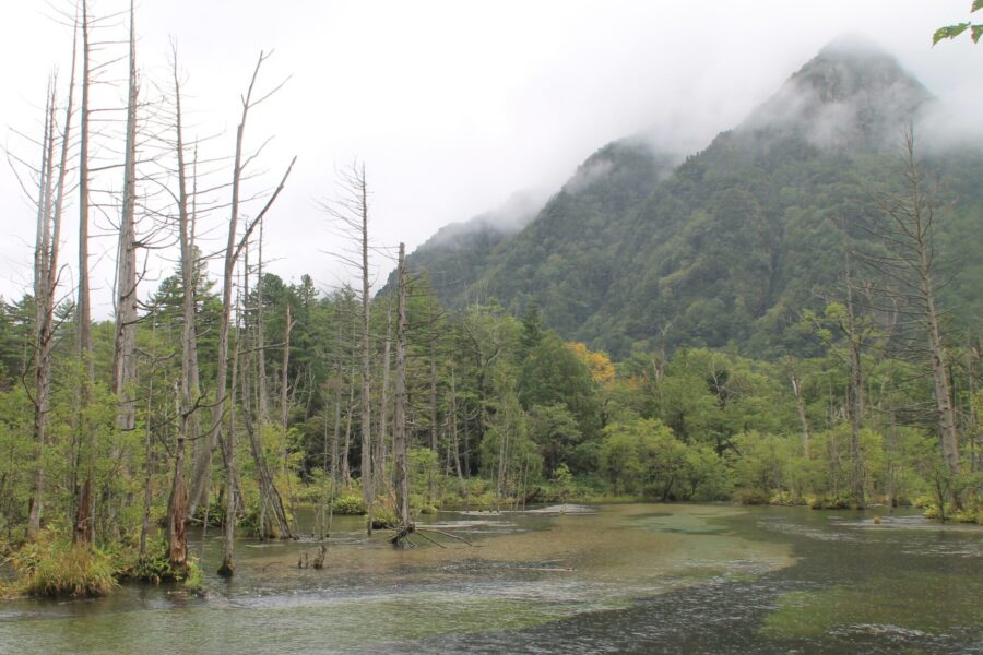 原生林と田代湿原