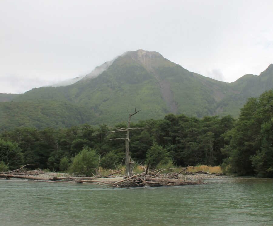 焼岳と大正池　水没による立ち枯れの木々