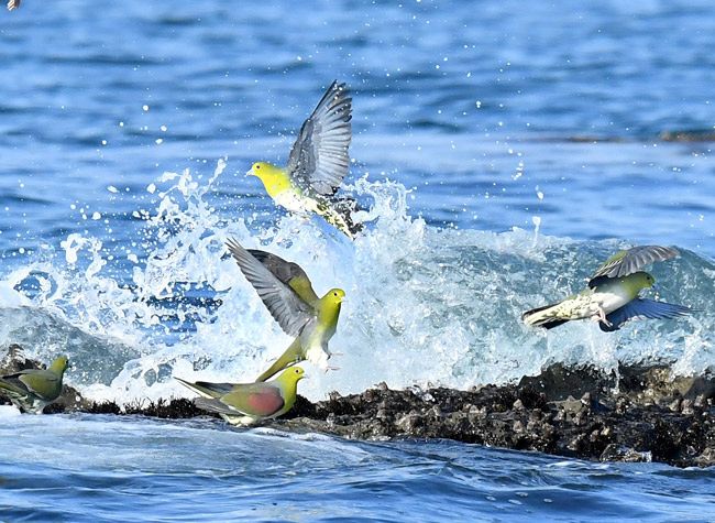 照ヶ崎海岸 アオバト 出典:東京新聞