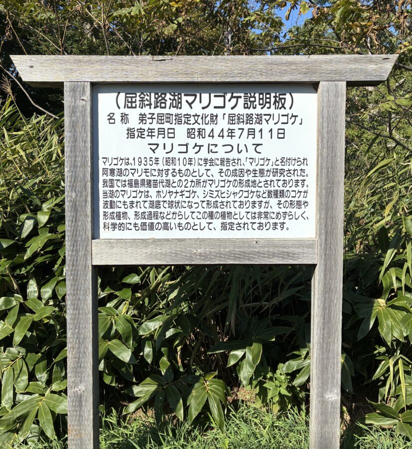 和琴半島　大露天風呂　マリゴケ解説文