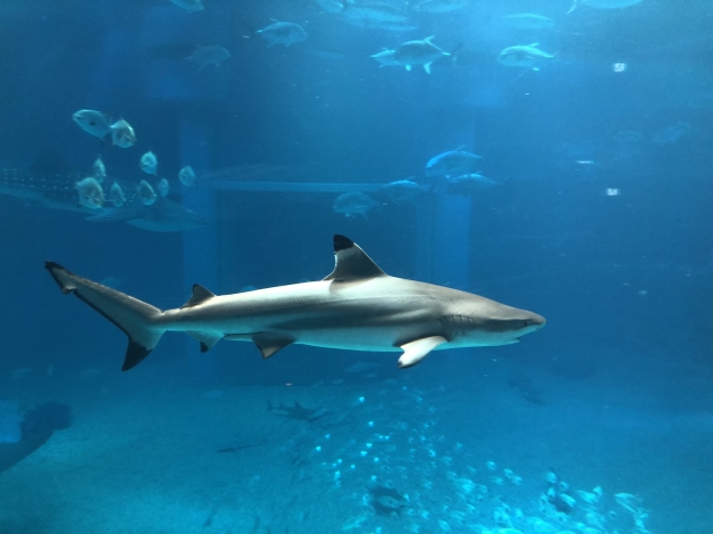 泳ぐ鮫　横　尾びれの形