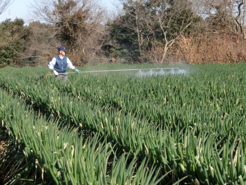 九十九里 海っ子ねぎ