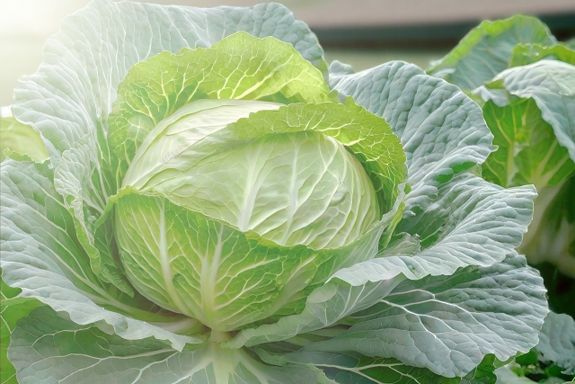 キャベツイメージ写真