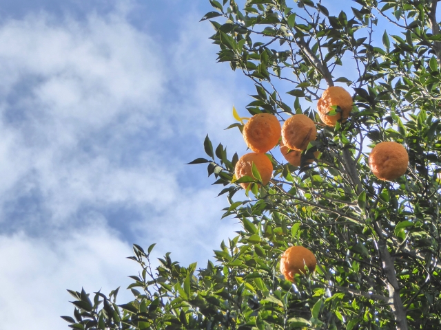 ゆずの立木の写真