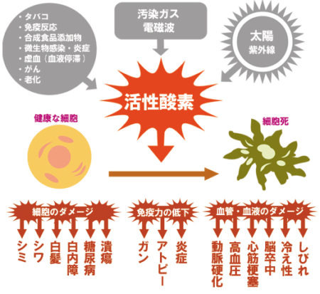 活性酸素による人体のダメージの解説図
