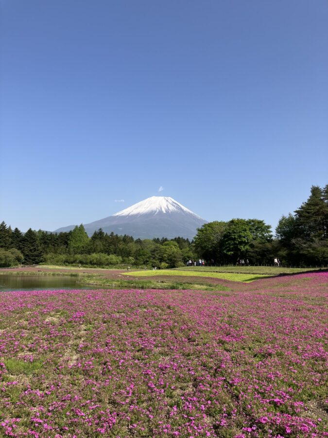 本栖湖芝桜祭り