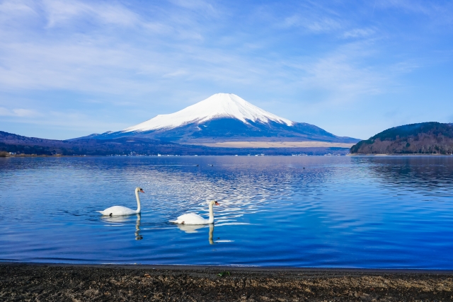 山中湖　白鳥と富士山