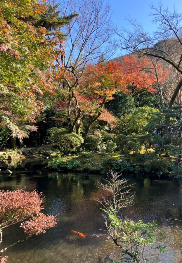 旧岩崎別邸　庭園　山月園　池と鯉