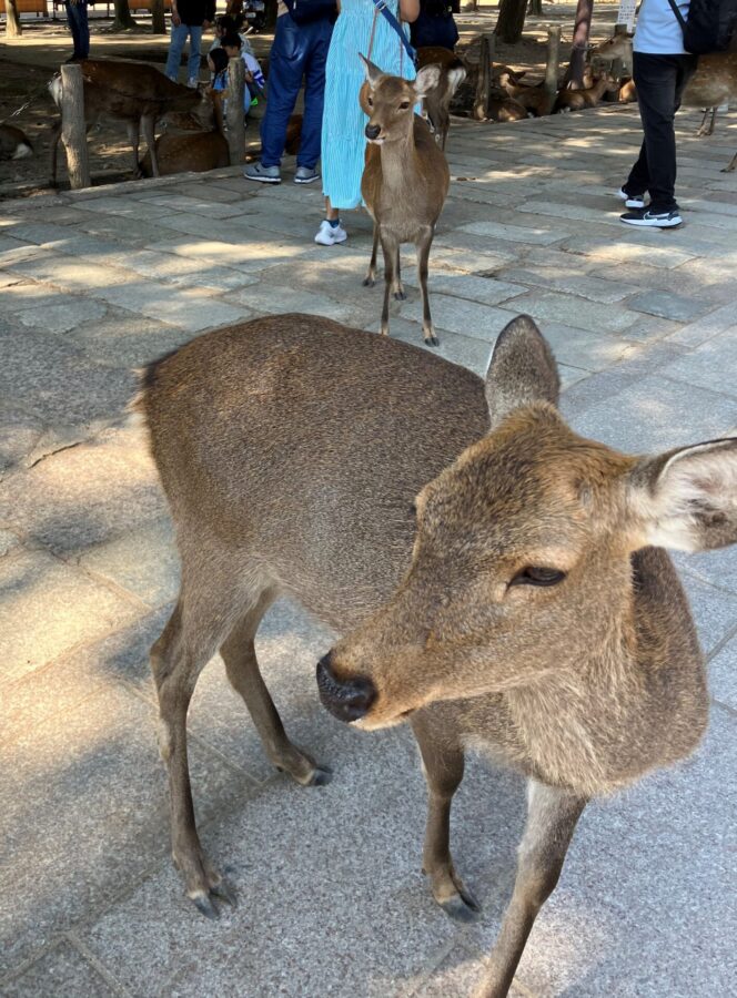 東大寺参道の鹿