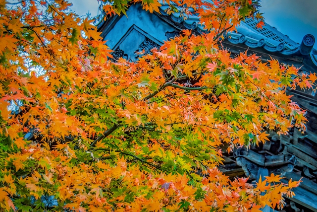 紅葉の写真