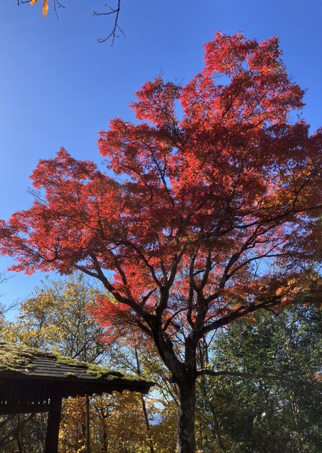 山頂の真紅の紅葉