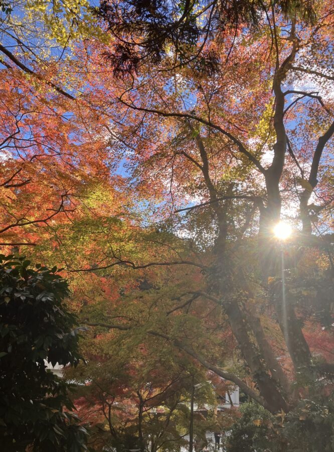 山麓の紅葉と西日、逆光