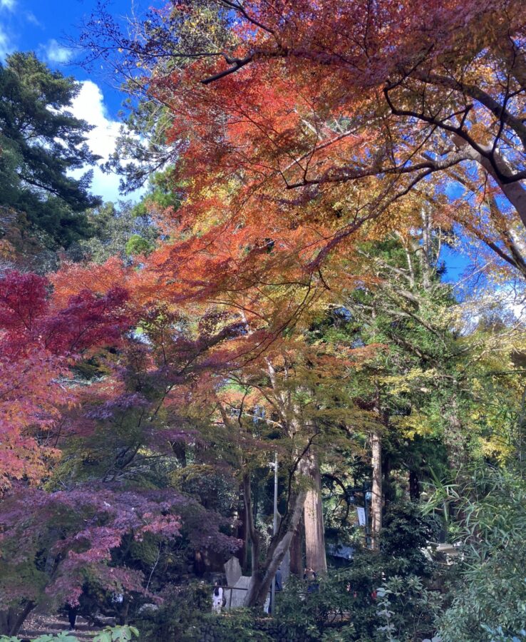 山麓の紅葉と西日