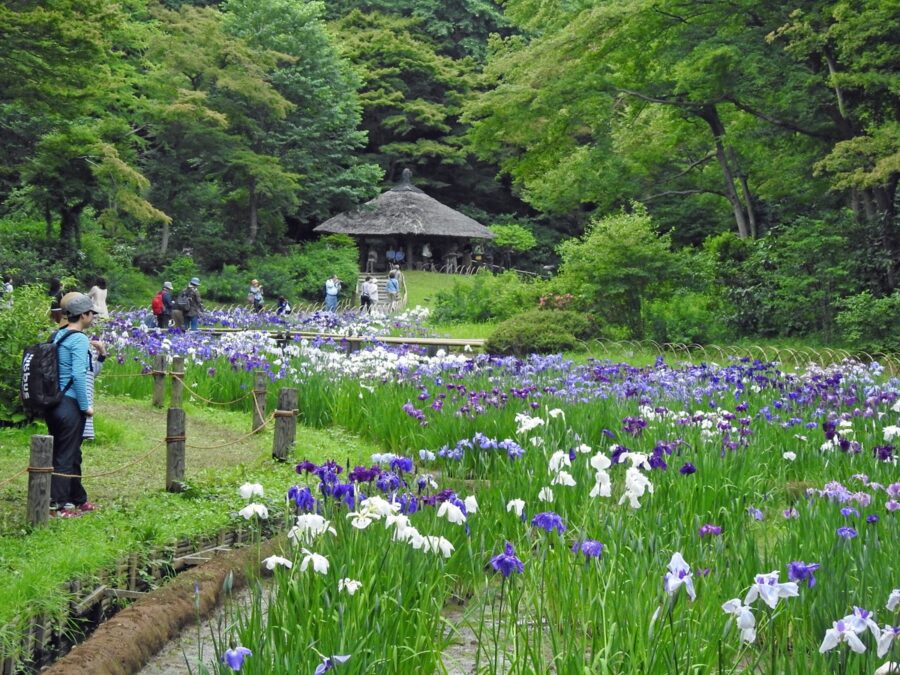 明治神宮 御苑 菖蒲田