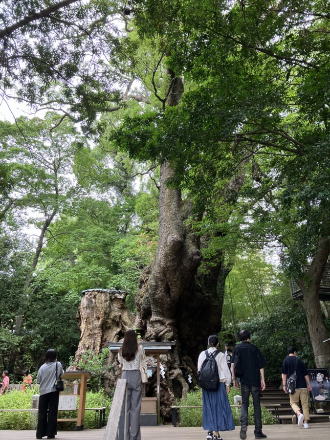 来宮神社御神木、大楠