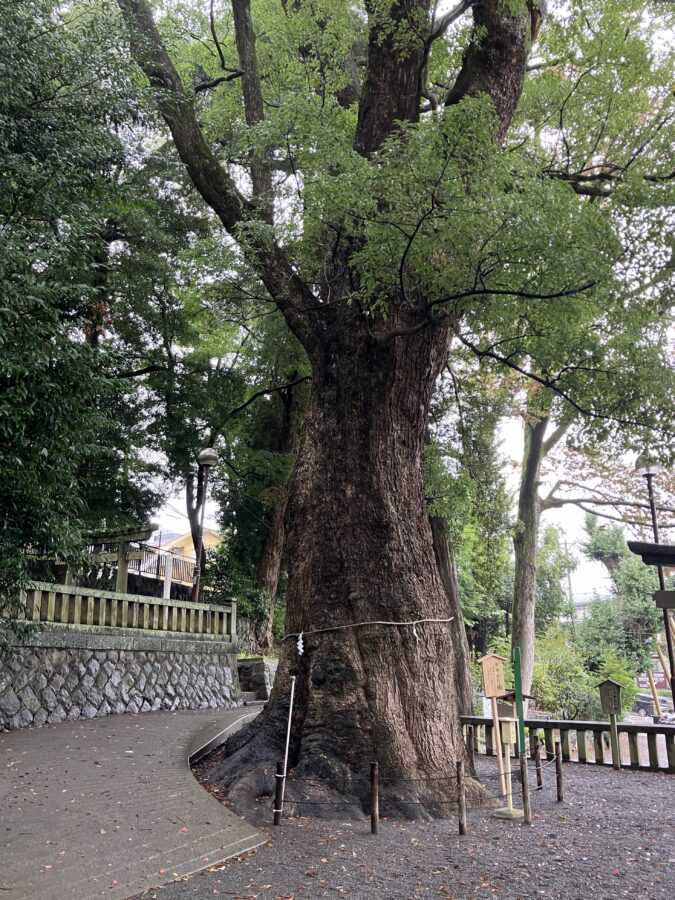 五所神社 御神木 楠