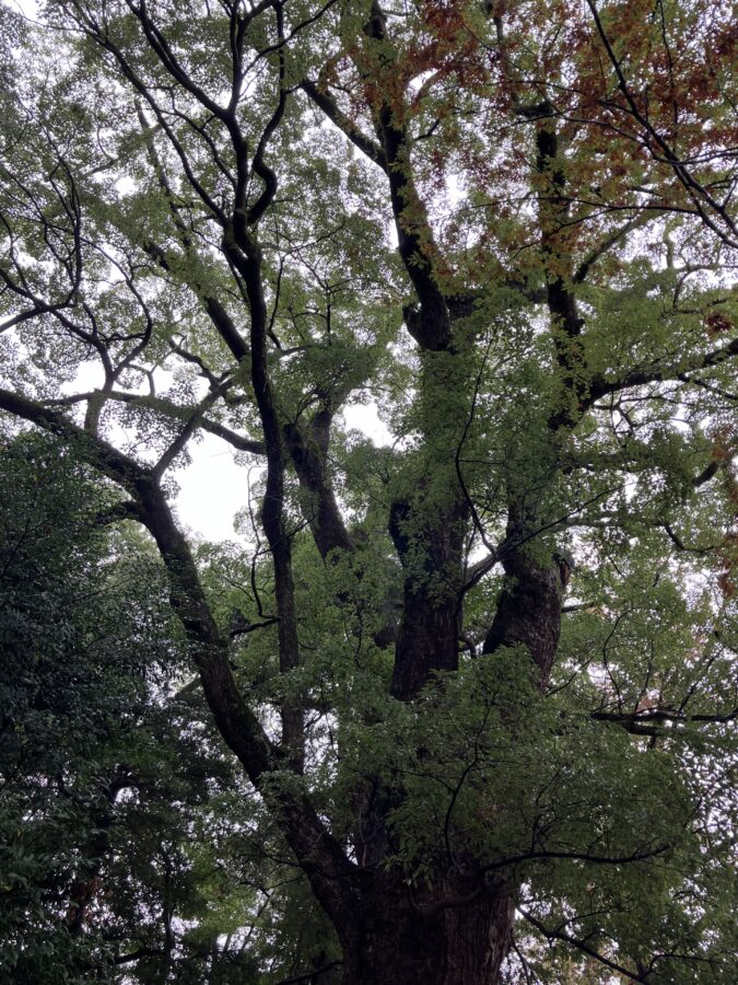 五所神社 御神木 楠 見上げ
